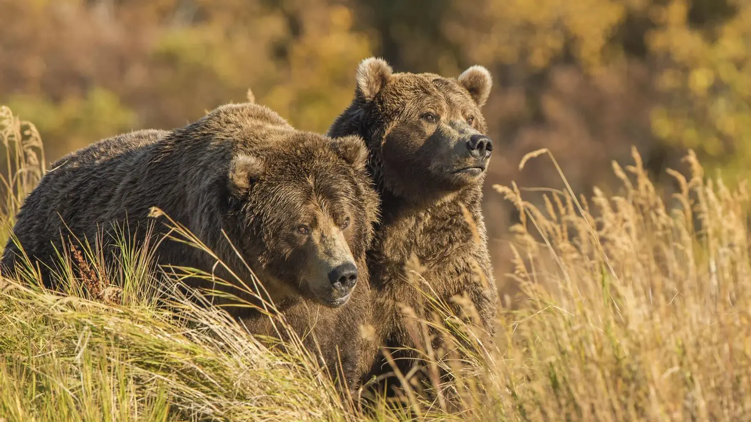 Pristina Bear Sanctuary
